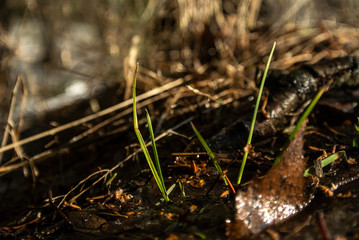 Natural background. Plants in the forest. A blade of grass against a dark background.