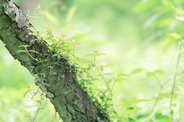 tree with green leaves