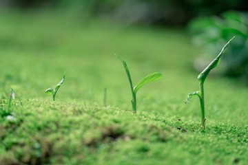 green grass with water drops