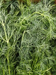 Dill at market stand full frame
