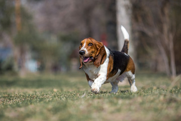 basset hound dog spring in the park