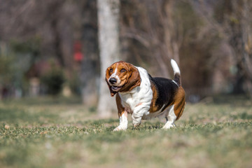 basset hound dog spring in the park