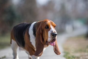 basset hound dog spring in the park