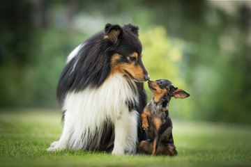 Prague ratter and shetland sheepdog
