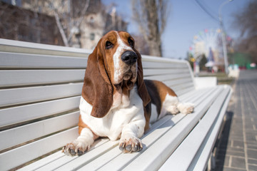 basset hound dog spring in the park - obrazy, fototapety, plakaty