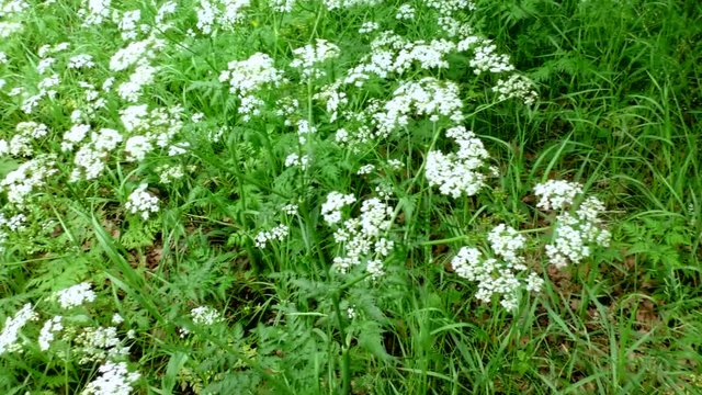 Flowers wild Hemlock. Umbrella plants in the natural environment.