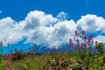 Flora of active stratovolcano Mount Etna on east coast of island Sicily, Italy