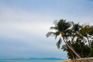Fototapeta na wymiar Paradise beach with palm tree.