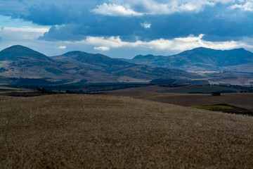 Fields with ripe sicilian durum pasta wheat on sunset