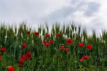 Landscape with red poppies flowers and green wheat fields, Sicily, agriculture in Italy