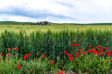 Landscape with red poppies flowers and green wheat fields, Sicily, agriculture in Italy
