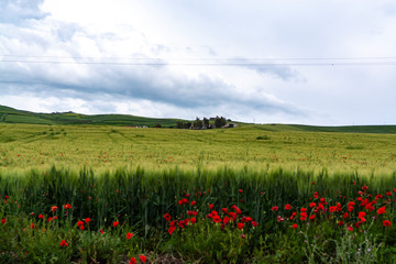 Landscape with red poppies flowers and green wheat fields, Sicily, agriculture in Italy