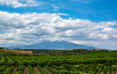 Fototapeta na wymiar Landscape with orange and lemon trees plantations and view on Mount Etna, Sicily, agriculture in Italy