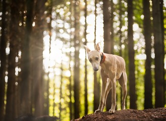 The Whippet