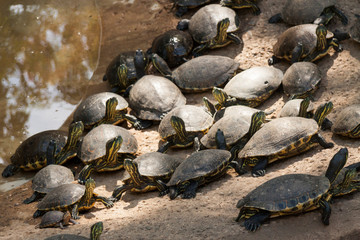 Emydidae Green Turtles in groups in La venta Park.Villahermosa,Tabasco,Mexico