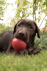 Chocolate Labrador Puppy