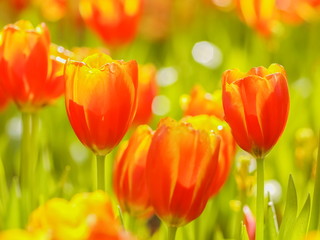 Soft focus orange Tulips flower blossom in garden with nature blurred background.