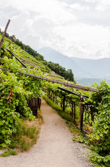 Fototapeta na wymiar Algund, Waalweg, Weinberg, Weinpergola, Vinschgau, Südtirol, Sommer, Italien