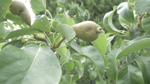 SMALL UNRIPE PEAR ON A PEARTREE
