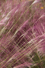texture of grass