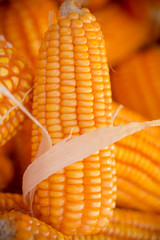 Fresh and golden raw maize crops seed patterns close-up views.