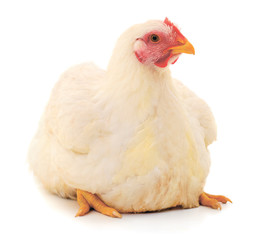 White hen isolated.