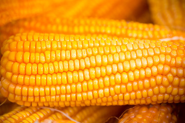 Fresh and golden raw maize crops seed patterns close-up views.