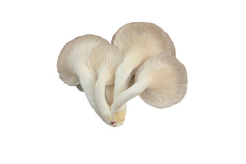 Oyster mushroom grow from cultivation, Isolate white background.