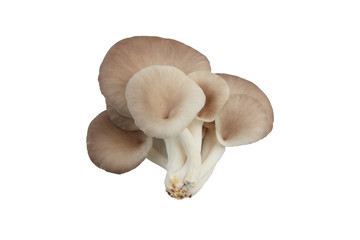 Oyster mushroom grow from cultivation, Isolate white background.