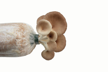 Oyster mushroom grow from cultivation, Isolate white background.