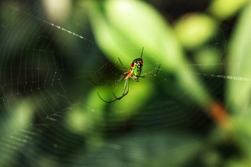 spider