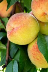 Fresh peach tree