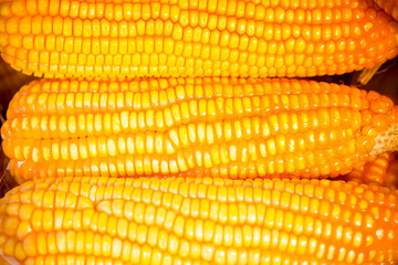 Fresh and golden raw maize crops seed patterns close-up views.