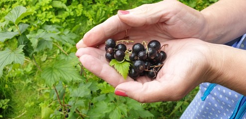 Woman collects berries of black currant. Harvesting black currants.