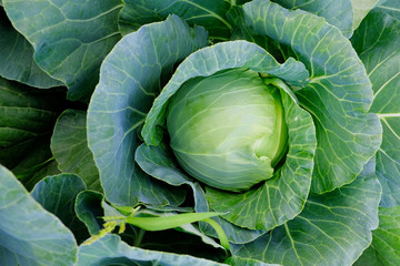 Obraz premium Young cabbage grows on the beds in the garden.