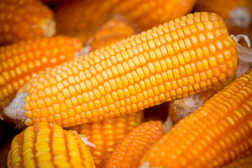 Fresh and golden raw maize crops seed patterns close-up views.