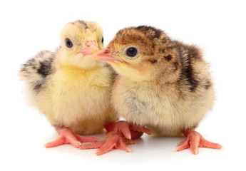 Two little turkey birds isolated.