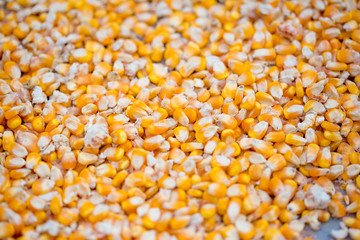 Maize crops seed patterns close-up views.