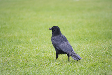 black crow on the grass