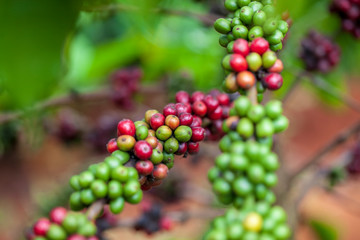 Dalat, Lamdong Province, coffee plantations of the central vietnam