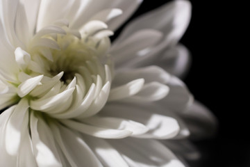 White Chrysanthemum close-up on a black background