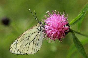  Papillon Aporia crategi Le Gazé