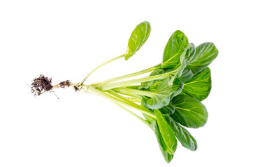 Obraz premium Young green sprout, cabbage with root, isolated on white background.