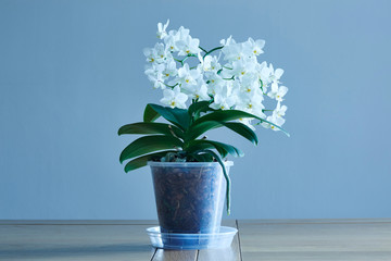 White orchid - 278071171