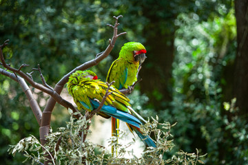 perroquet © Aurlien
