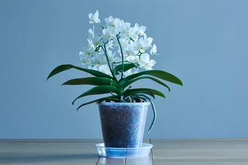 White orchid - 278071596