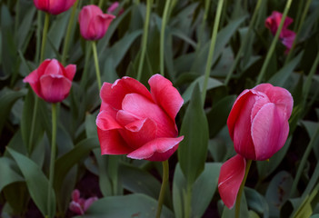 red tulips on green background