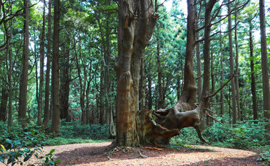 Fototapeta na wymiar 【山形県 日本の観光名所】幻想の森 ウラ杉
