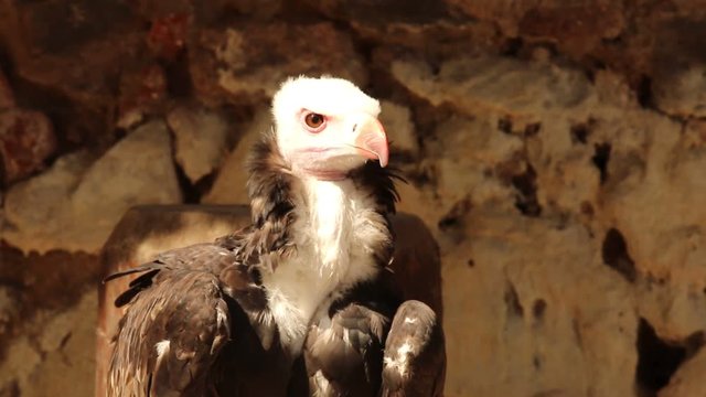 Rapace en gros plan 