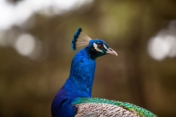 Fototapeta premium Paon